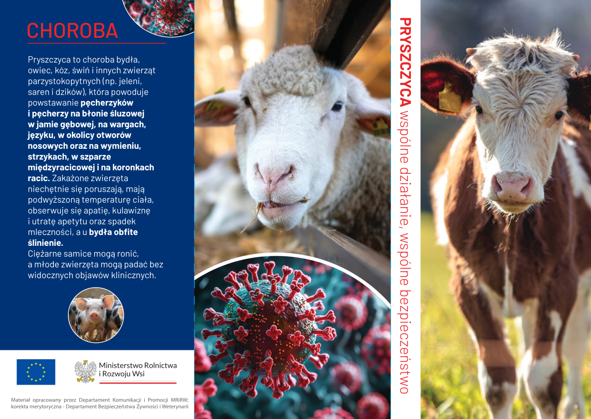Ulotka dotycząca pryszczycy